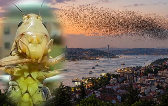 Sürüler halinde Türkiye'ye geliyorlar! İstanbul'dan sonra o ili de sardılar