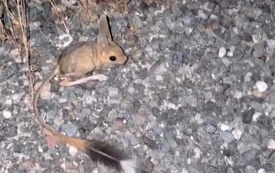Elazığ'da Nesli Tehdit Altında Arap Tavşanı Görüntülendi
