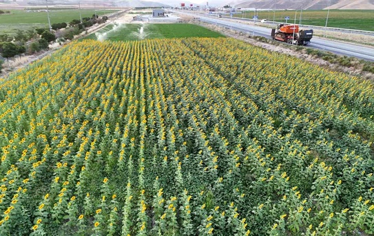 Malatya'da Çerezlik Ayçiçeği Hasadı Başlıyor