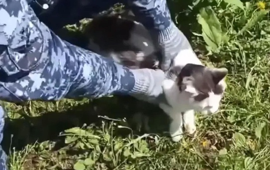 Rusya’da cezaevine uyuşturucu taşıyan kedi yakalandı