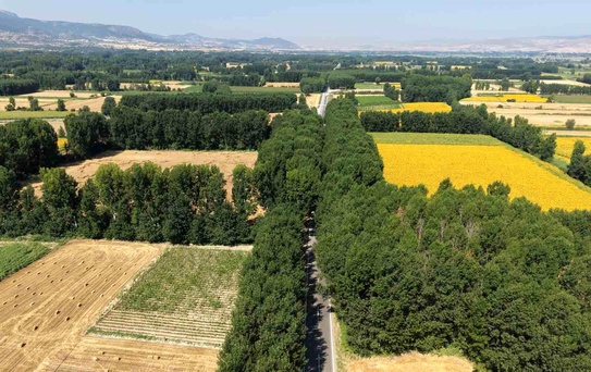 Tokat'ta Doğal Kavak Tüneli
