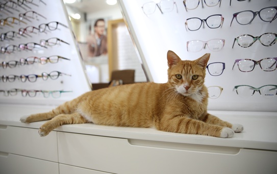Kedi Sevgisiyle Güvenli Alan Yaratıyor