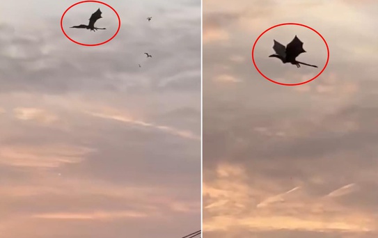 Gökyüzünde beliren dev ejderha paniğe neden oldu! Gerçek sonradan ortaya çıktı