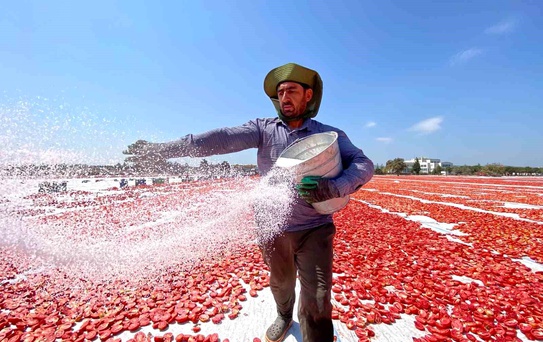 Torbalı'da Kuru Domates Hasadı Başladı