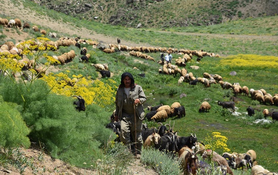 Faraşin Yaylası'nda Süt Verimi Artıyor