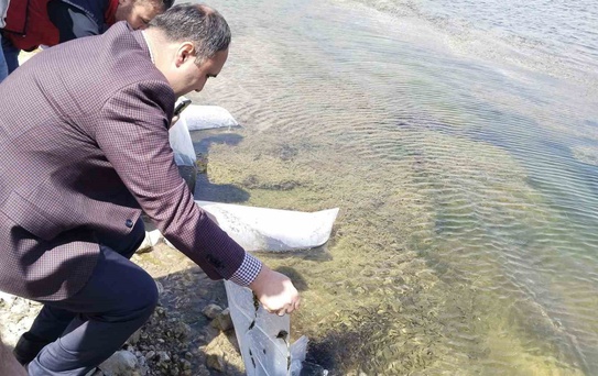 Aslanapa Kureyşler Göleti’ne 140 bin sazan yavrusu bırakıldı