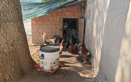 Oğuzlar'da 4 Tilki Sokakta Oynadı