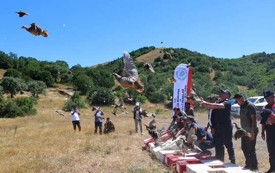 Sivas'ta doğaya 500 kınalı keklik salındı