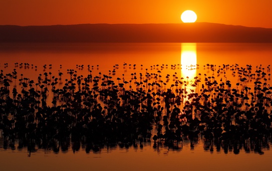 Tuz Gölü'nde 12.800 Flamingo Yavrusu!
