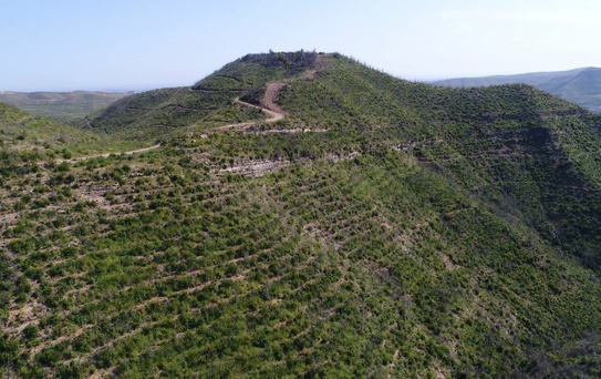 Manavgat yangınının 5. yılında küllerinden yeşile dönüş