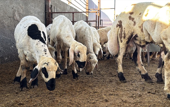 Osmaniye'de Sağanak, Koyunları Tehdit Etti
