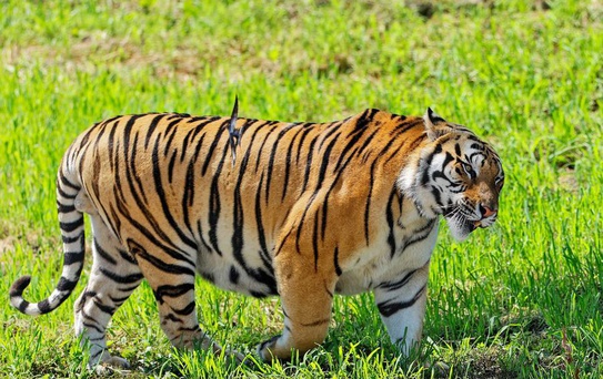 Çin'de Kaplan ve Leopar Popülasyonu Artıyor
