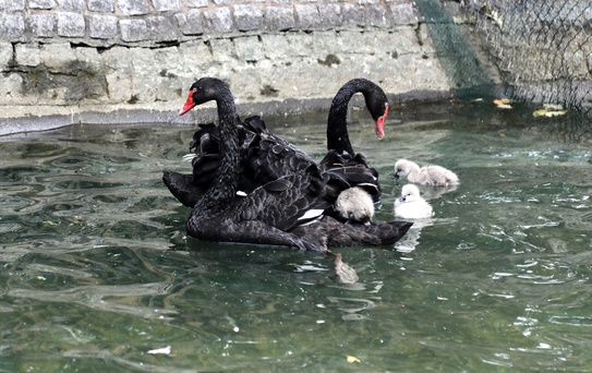 Kuğulu Park'a 4 Yeni Yavru Kuğu