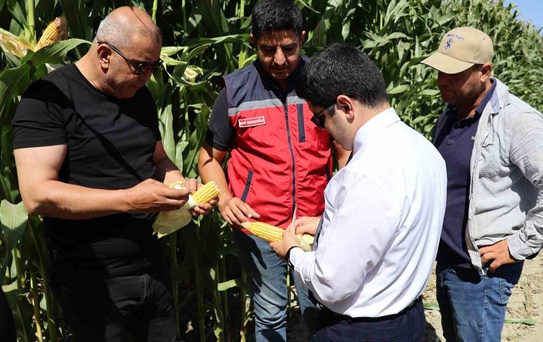 Arsuz'da Silajlık Mısır Hasadı Başladı