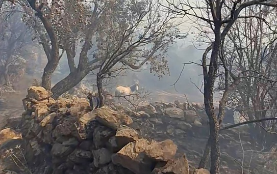 Mahsur Kalan Hayvanlar Kurtarıldı