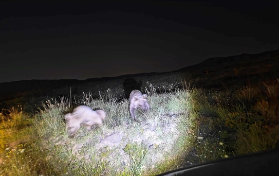 Nemrut Kalderası'nda Bozayı Görüntüleri