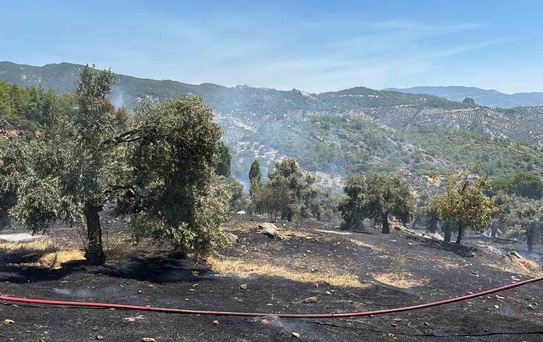Milas’ta ziraat alanı yangını büyümeden söndürüldü