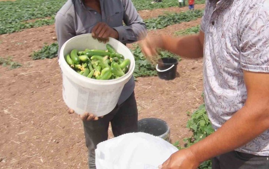 Çubuk Turşusu İçin Salatalık Hasadı Başladı