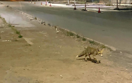 Sivas'ta Seyyar Kokoreççi ve Sadık Tilki
