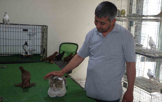 Bulut: Peynir Ve Zeytin Seven Kedi