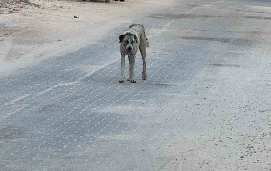 Halfeti’de sahipsiz köpeğin saldırdığı çocuk yaralandı