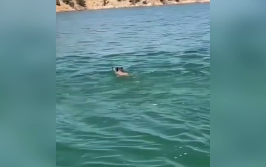 Yaban Domuzları Ilısu Barajı'ndan Geçti