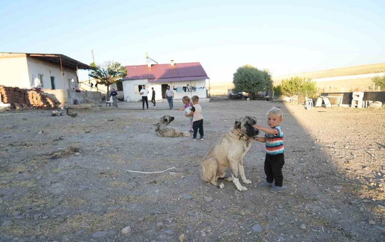 Keçikalesi'nde Elektrik Yok, Hayvancılık Tehlikede