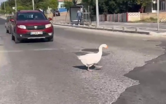 Kazlar Trafikte İlginç Anlar Yaşattı