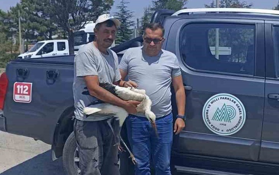 Yaralı leylek koruma altına alındı