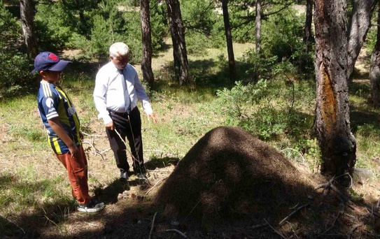 Dev Karınca Yuvaları Hayrete Düşürüyor