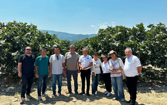 Aydın'da İncirde Fusarium Hastalığına Karşı Önlemler