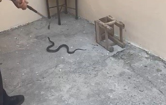 Kars’ta evin bahçesine giren yılan itfaiyeyi harekete geçirdi