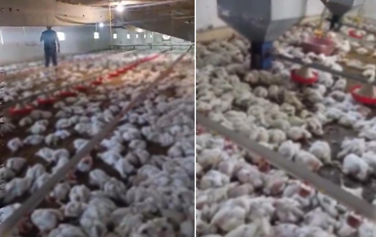 Teknik arıza faciaya dönüştü! 4 bin tavuk telef oldu