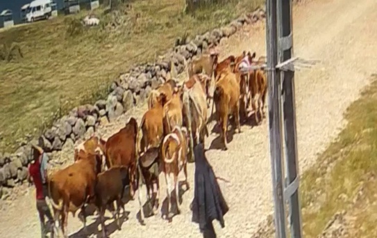 Çalınan 22 Büyükbaş Hayvandan 15'i Bulundu