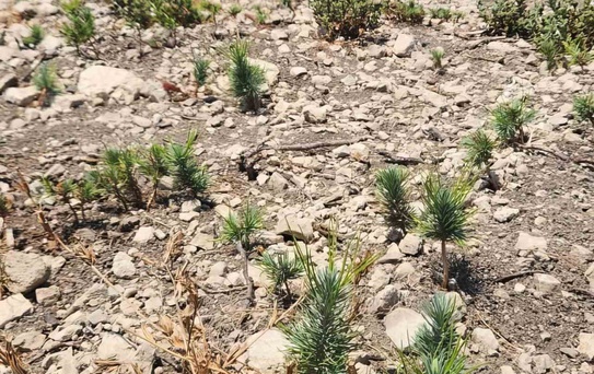 Aliağa'daki Orman Yangını Sonrası Ağaçlandırma Çalışmaları Devam Ediyor