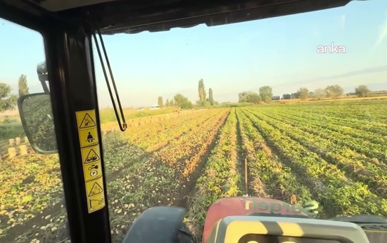 Genç Çiftçiden Ücretsiz Patates Dağıtımı