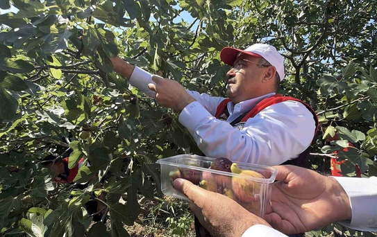 Coğrafi işaretli Havran siyah incirinde hasat başladı