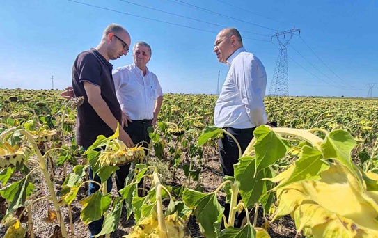 Yerli Ayçiçeği Tohumları Kırklareli'nde İncelendi