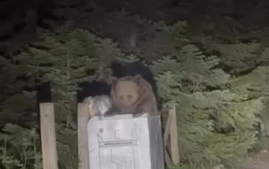 Uludağ'da Aç Kalan Ayı Çöp Ararken Görüntülendi
