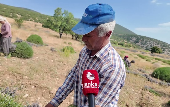 Lavanta Hasadında Zorluklar ve Düşük İlgi