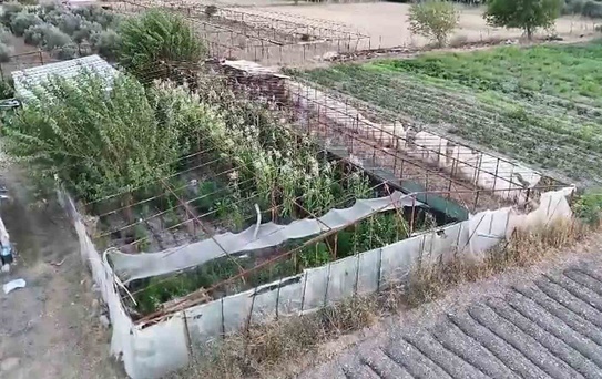Urla'da Yasa Dışı Kenevir Operasyonu