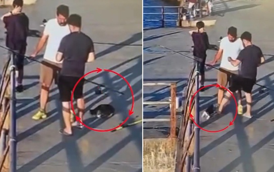 Üsküdar’da kediye tekme atıp denize düşürdü! Çevredekiler tepki gösterdi