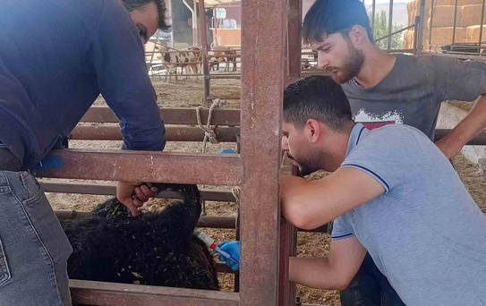 Hayvan Sağlığı İçin Aşılama ve Eğitim Devam Ediyor