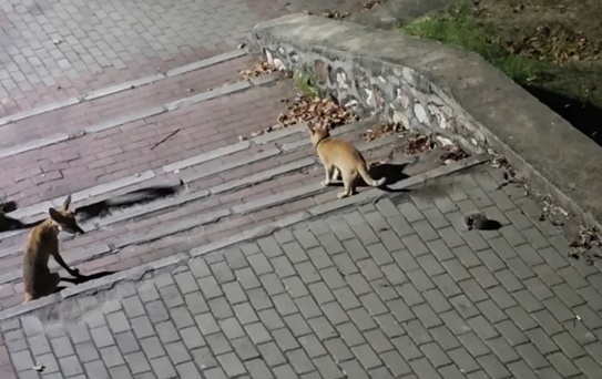 Bursa'da Tilki, Kedi ve Kirpi ile Aynı Parkta