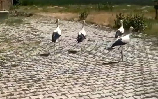 Leylekler Tedavi Edilip Doğaya Salındı
