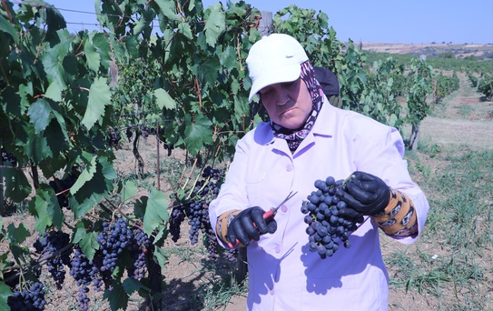 Trakya İlkeren Üzümünün Hasadı Başladı