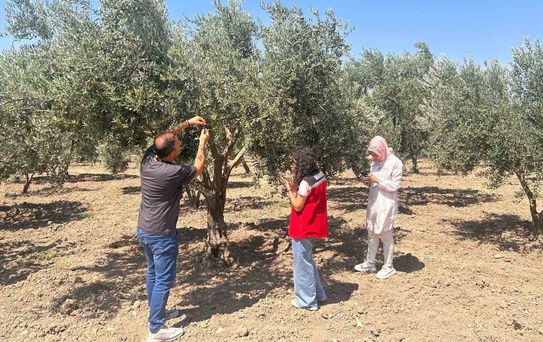 Manisa'da Zeytin Sineği Mücadelesi