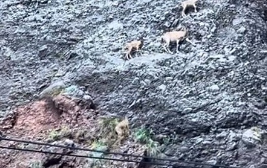 Tunceli'de Dağ Keçileri Kayalıklardan Atlarken Görüntülendi