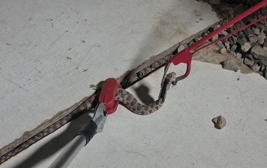 Yılanlar Doğaya Bırakıldı