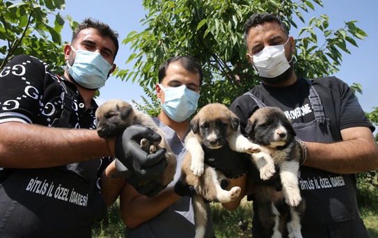 Bitlis'te Bakımevi Sahipsiz Köpekleri Kurtarıyor